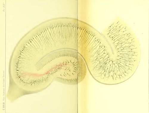 cajal-fig10