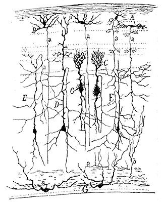 cajal-fig11