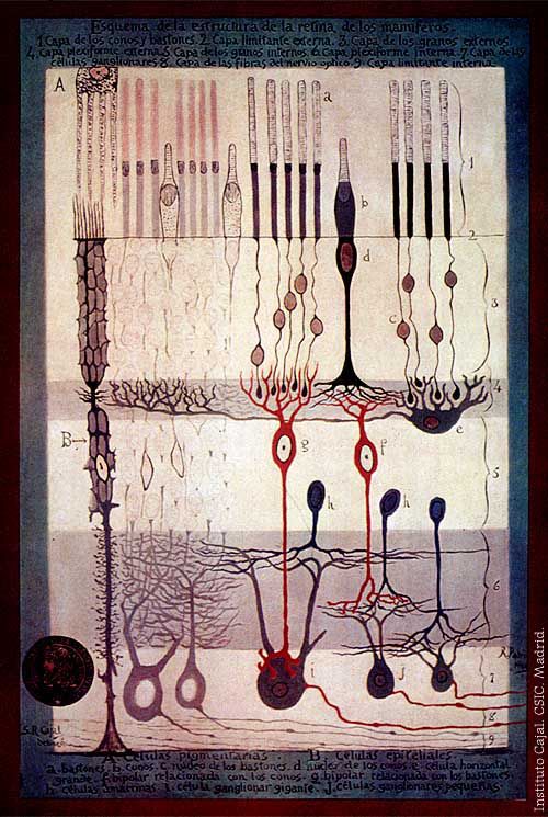 cajal-fig12