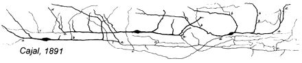 cajal-fig13