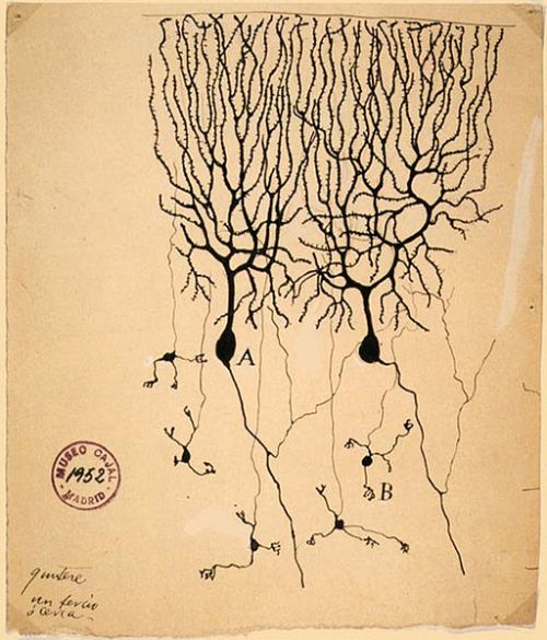 cajal-fig15