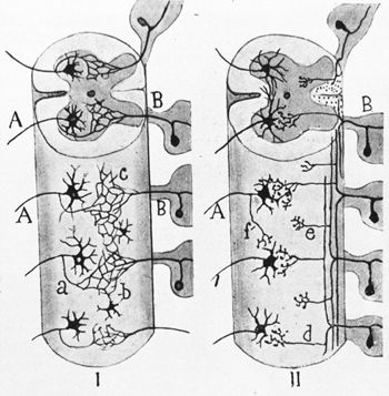 cajal-fig5