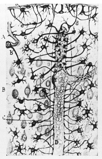 cajal-fig6