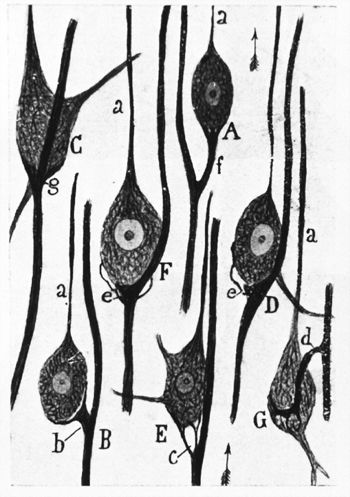 cajal-fig7