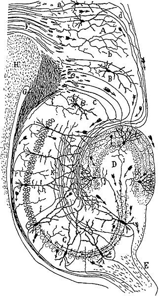 cajal-fig9