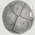 embryo_logo