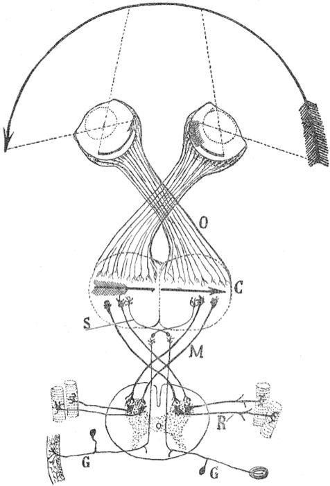 cajal-fig4