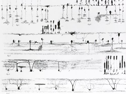 cajal-fig8